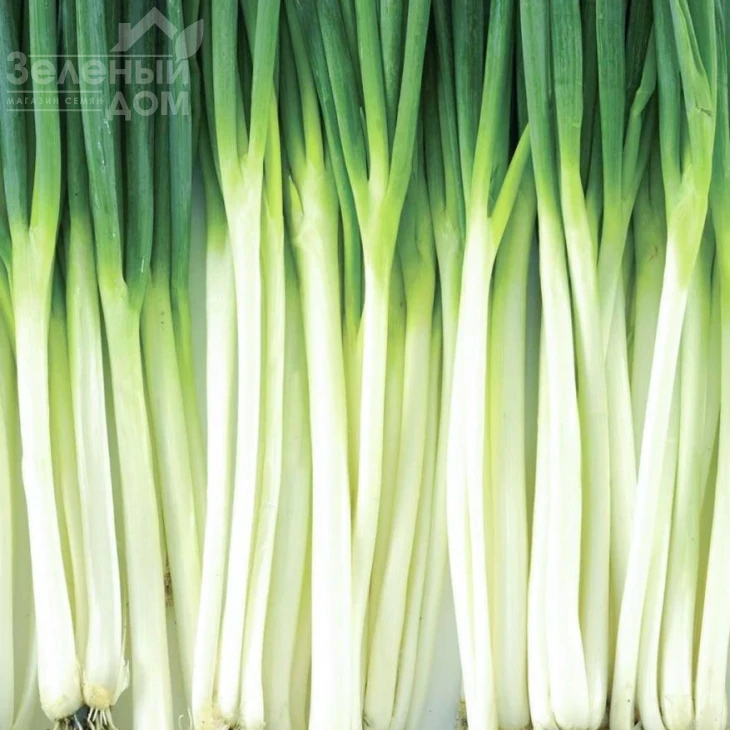 Винтер Силвер / Winter Silver,58-62 дня фото 1