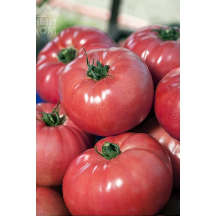 ВП-2 F1 / VP-2 F1,105-115 дней фото 1