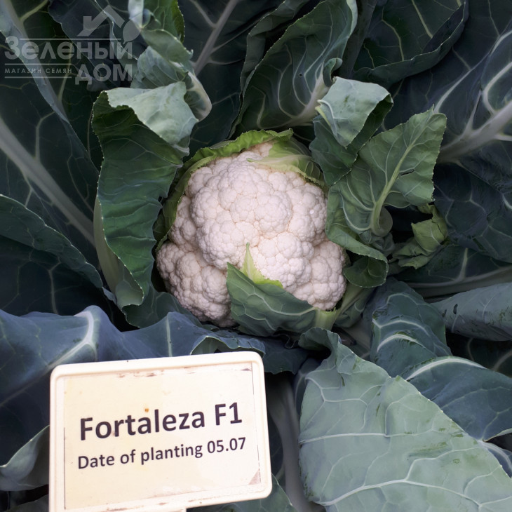 Форталеза F1 / Fortaleza F1,75-80 днів фото 2
