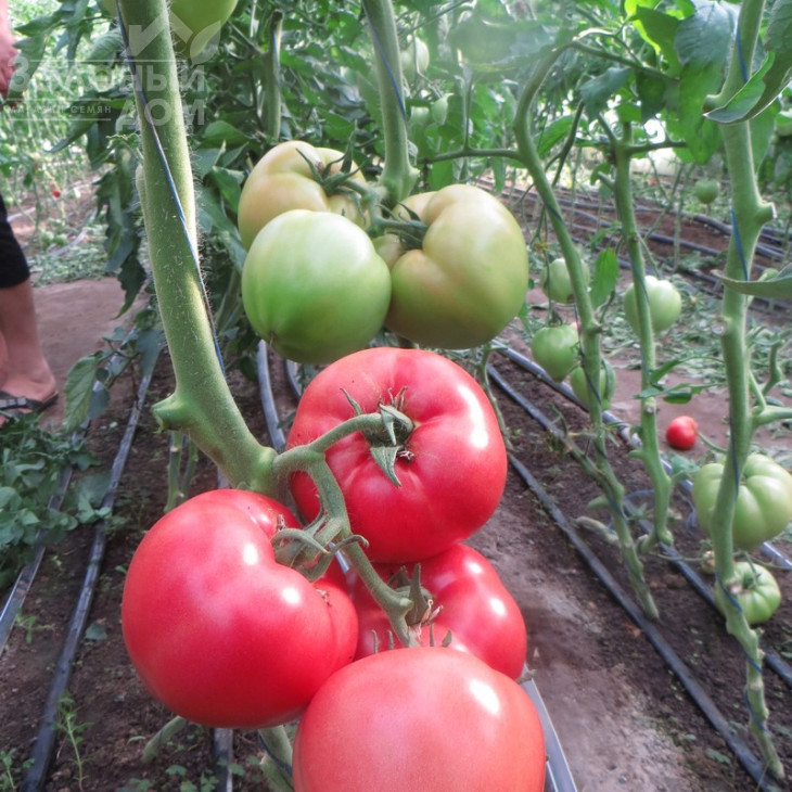 Панамера F1 / Panamera F1,60-62 дні фото 5