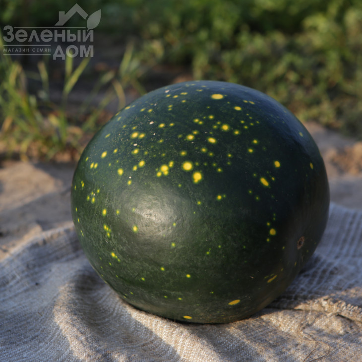 Зоряне небо F1 / Zvezdnoe nebo F1 фото 2