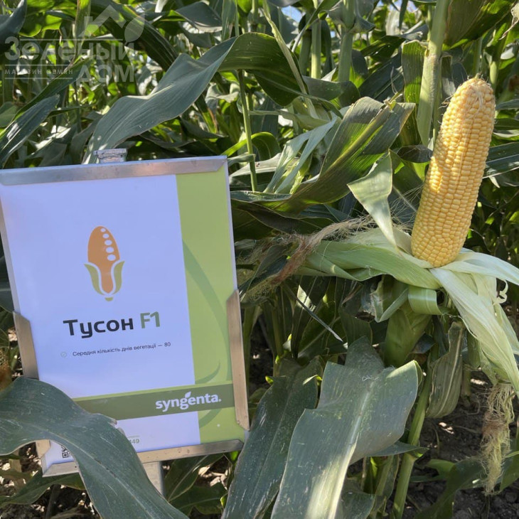 Тайсон F1 / Tyson F1,80 днів фото 5