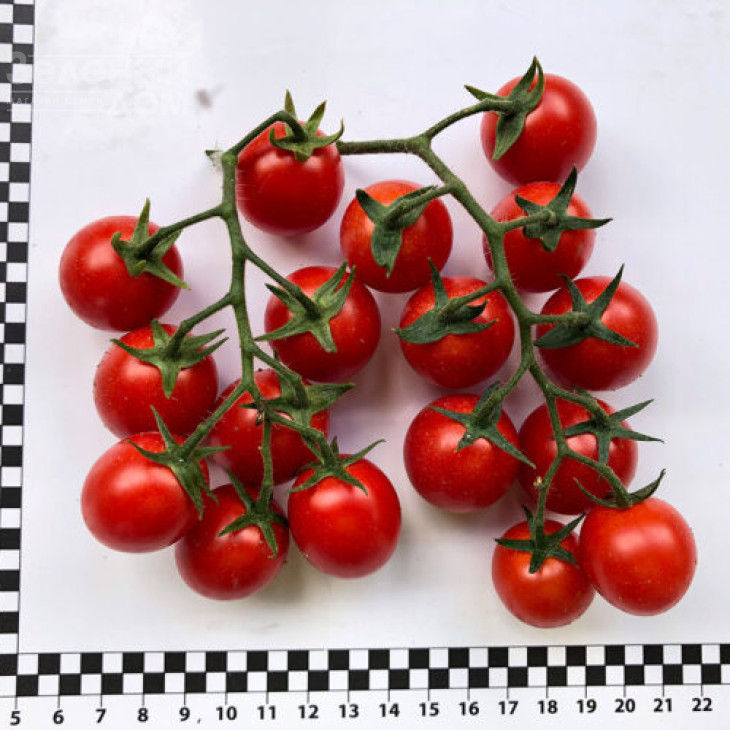 Дредд F1 / Dredd F1, 95 днів фото 4