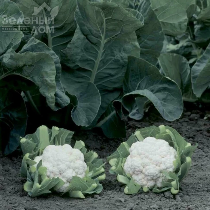 Опал / Opaal,55-60 дней фото 3