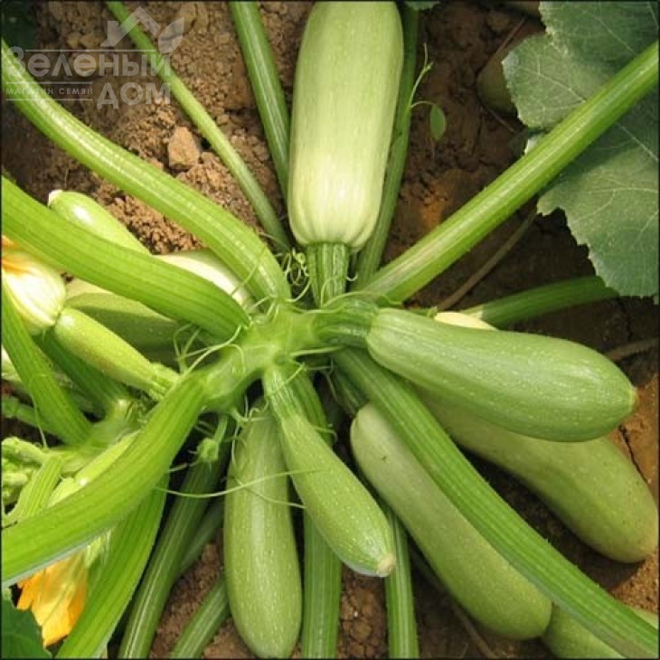 Карамболь F1 (Карамба F1) / Carambol F1 (Caramba F1) фото 1
