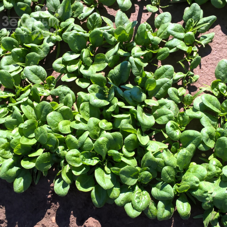 Каррера F1 / Carrera F1 фото 1