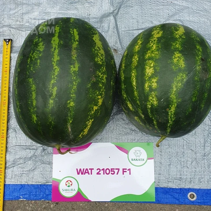 Синфония F1 / Sinfoniya F1, 67-75 дней фото 2