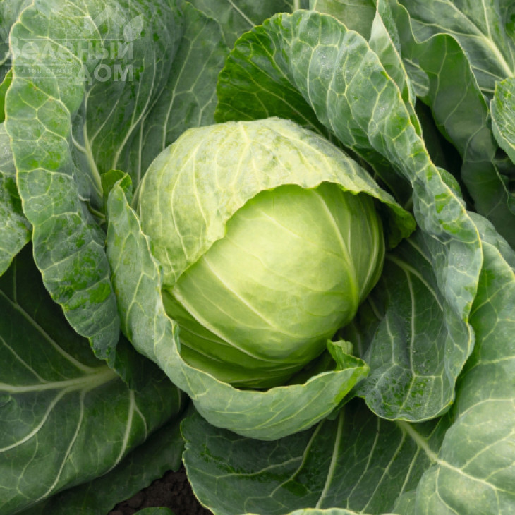 Раніні F1 / Ranini F1,48-50 днів фото 1