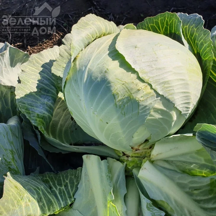 Баланс F1 / Balans F1, 115-120 дней фото 4