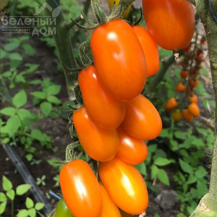 Фантіно F1 / Fantino F1, 65-70 днів фото 2