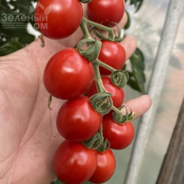 Денвер F1 / Denver F1, 95 днів фото 2