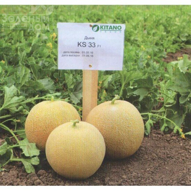 КС 33 F1 / KS 33 F1,60-65 дней фото 1