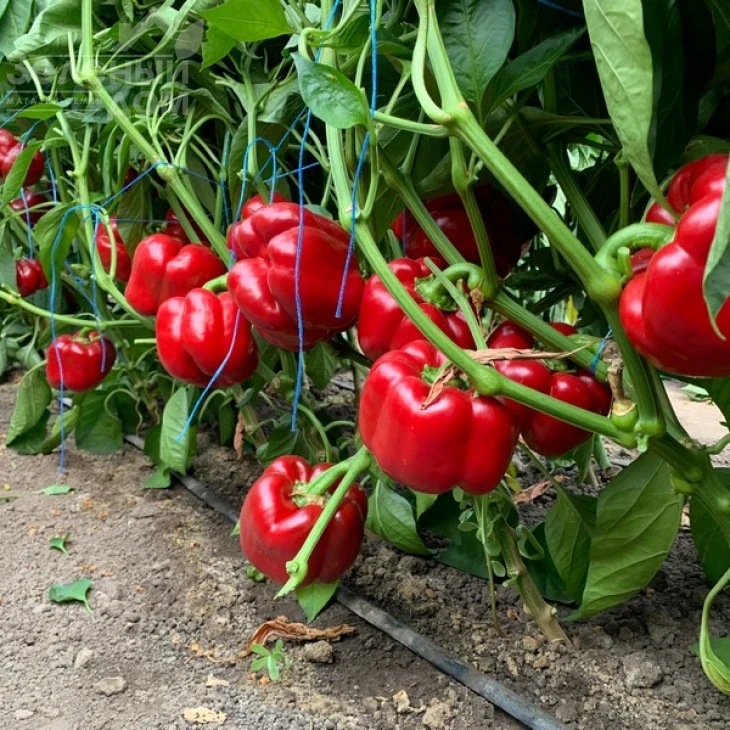 Банкерс F1 / Bancers F1 фото 1