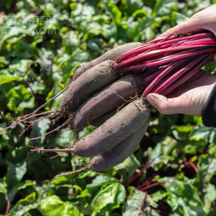 Таунус F1 / Taunus F1,110 днів фото 1