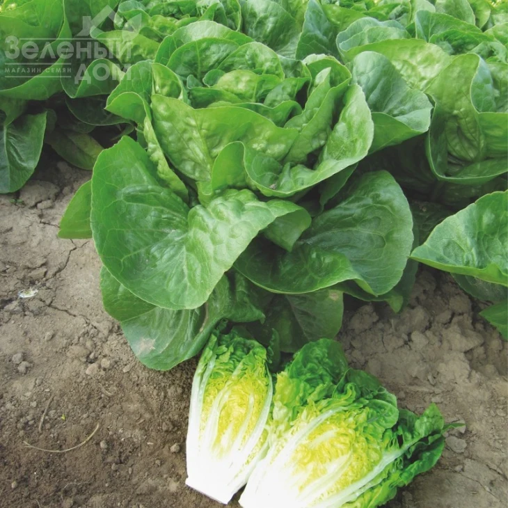 Ксарома / Xaroma фото 2