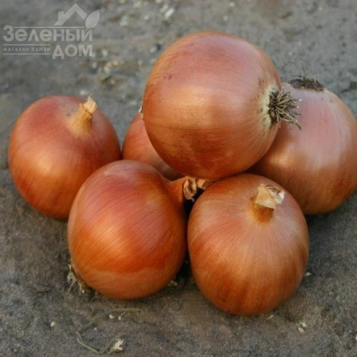 Копер Бол F1 / Copper Ball F1,110-116 дней фото 1