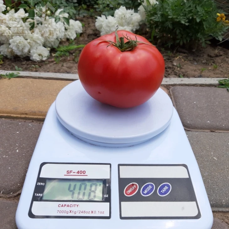 Розарий F1 / Rozariy F1 фото 3