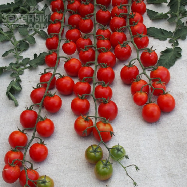 Шармант F1 / Sharmant F1,110-120 днів фото 1