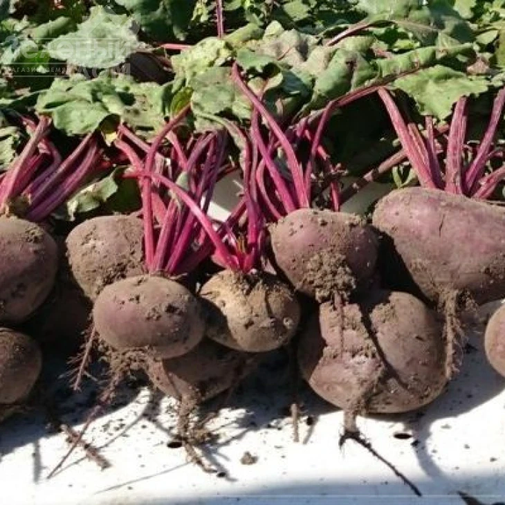 Водан F1 / Wodan F1,85-90 дней фото 3