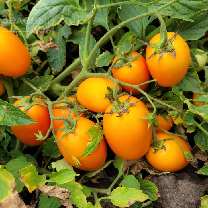 Оранж Плам F1 / Orange Plam,100 дней фото 1