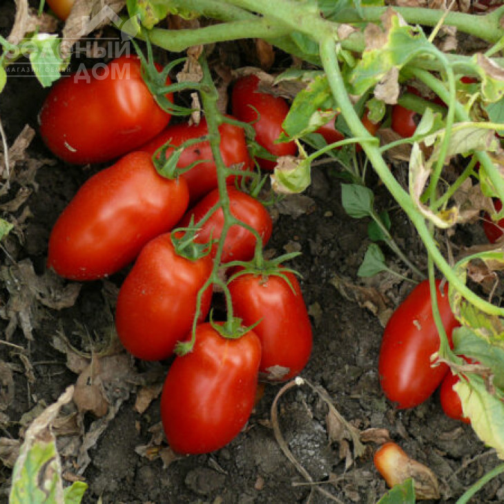 Харді F1 / Hardi F1, 100 днів фото 2