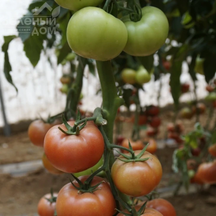 Пинк Кристал F1 / Pink Kristal F1,70 дней фото 8