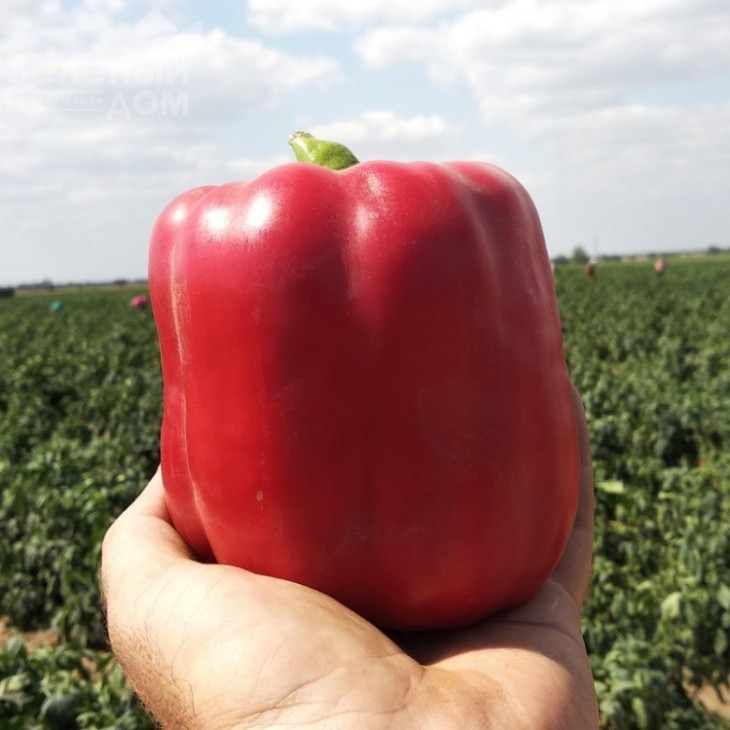 Кримсон Кінг F1 / Crimson King F1 фото 3