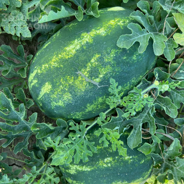 Аміна F1 / Amina F1, 62-65 днів фото 1