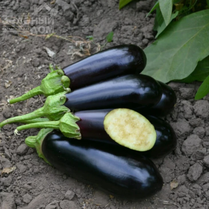 Нарвал F1 / Narval F1,85-95 дней фото 2