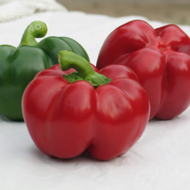 Біхар F1 / Bihar F1,75 днів фото 4