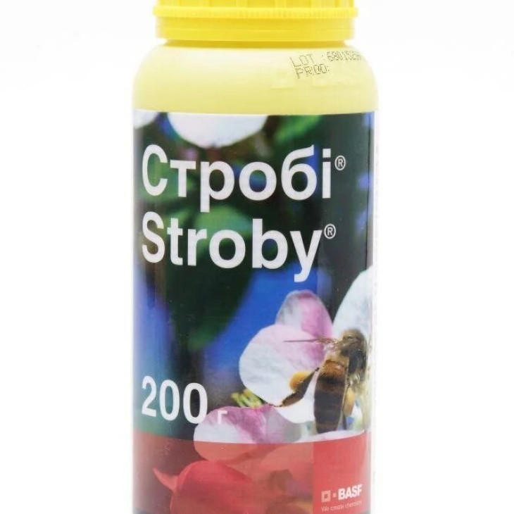 Стробі / Stroby фото 1