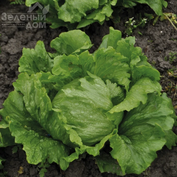 Робинсон / Robinson фото 1