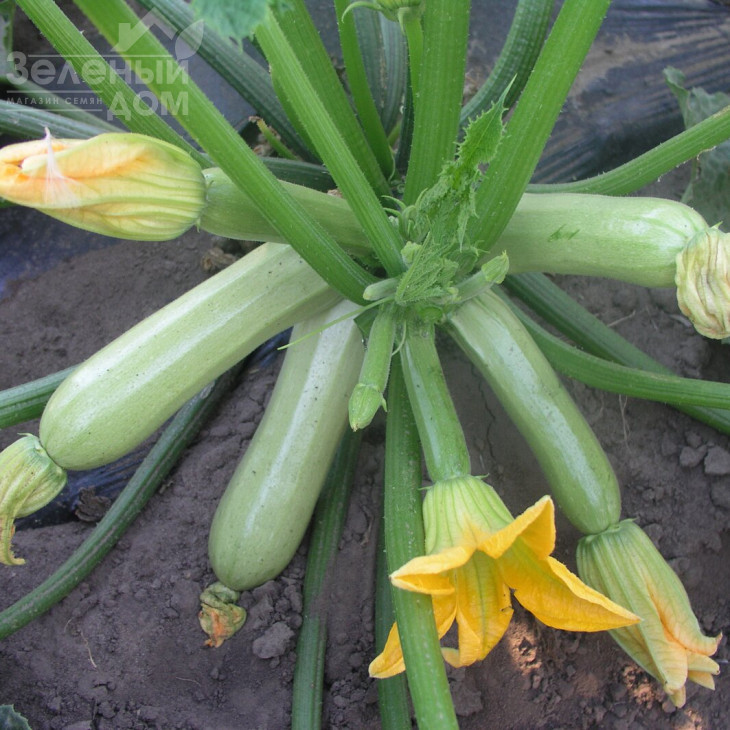 Кавілі F1 / Cavili F1,42-44 дні фото 1