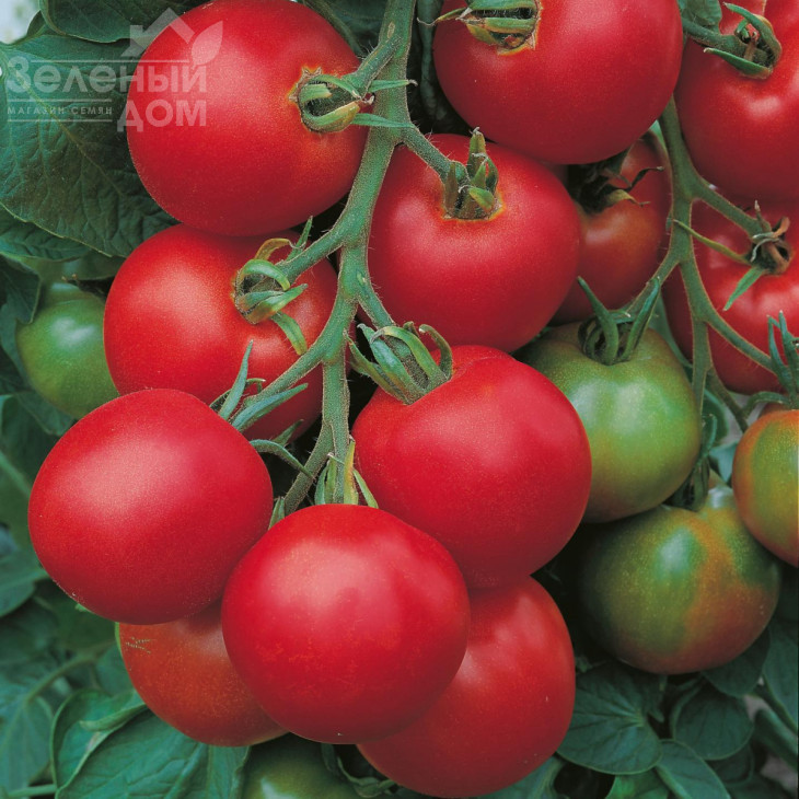 Толстой F1 / Tolstoi  F1,68-75 днів фото 2