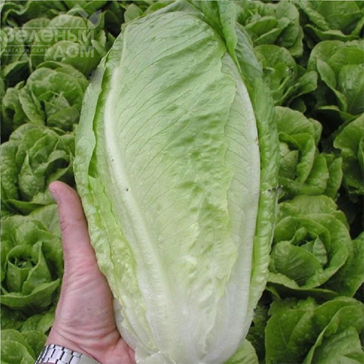 Гелбус / Gelbus фото 1