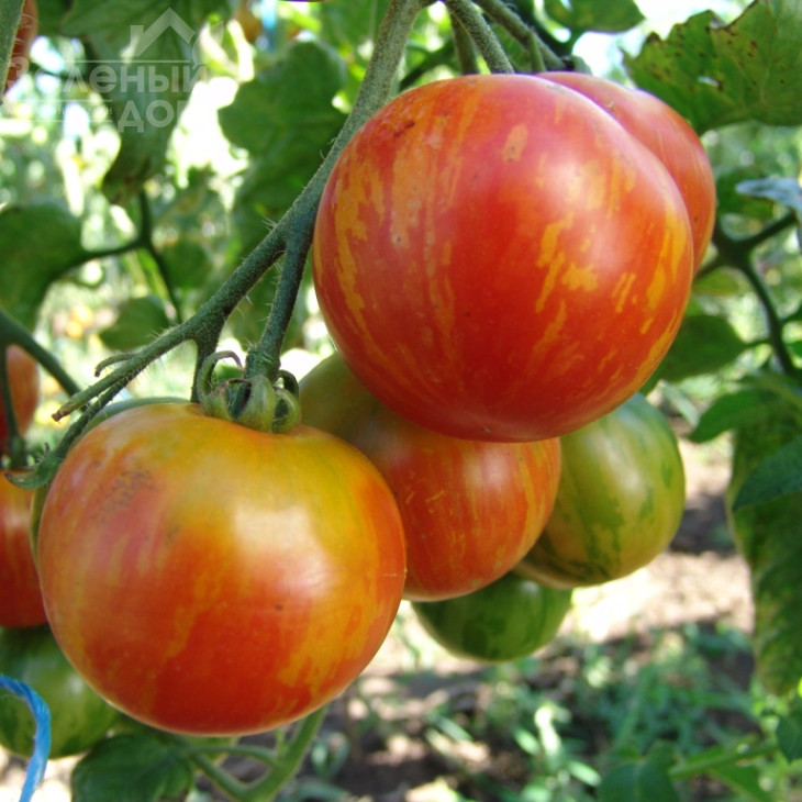 Дуо / Duo фото 2