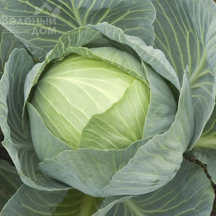 Сторема F1 / Storema F1,130-140 дней фото 1