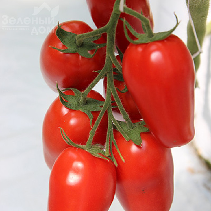 Айдар F1 / Ajdar F1,70-75 днів фото 1