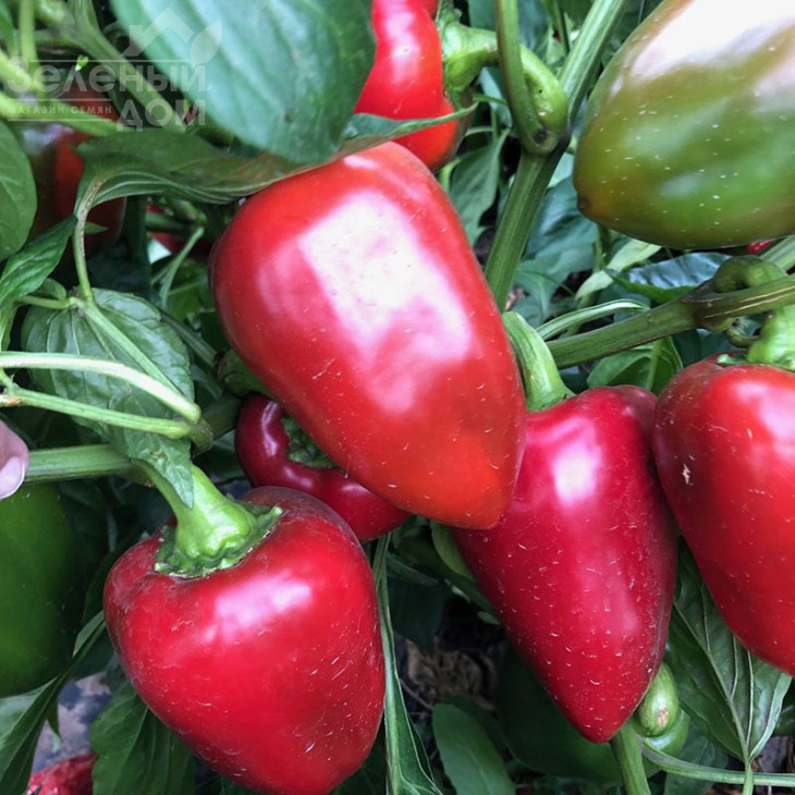 Комбат F1 / Combat F1,60 днів фото 1