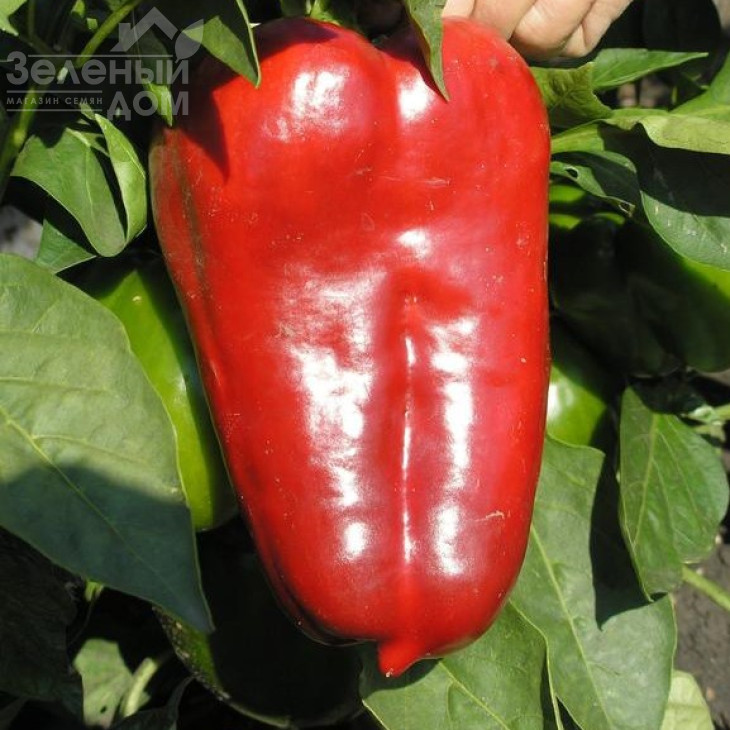 Політ / Polet,120-130 днів фото 2