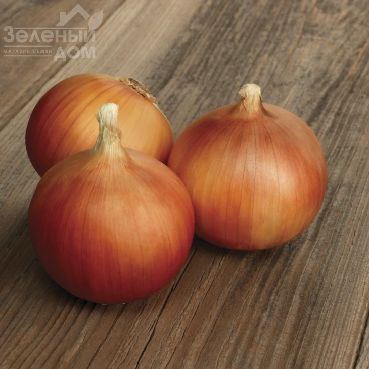 Аруба F1 / Aruba F1,100-110 дней фото 1