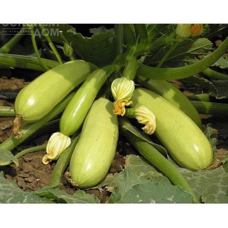 Искандер F1 / Eskenderany F1,40-45 дней фото 1