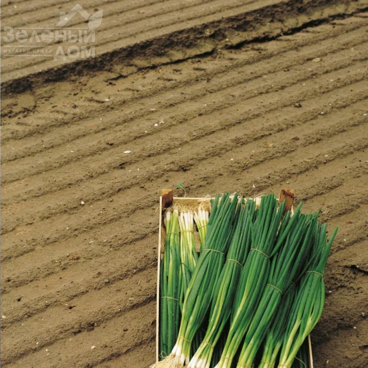 Параде / Parade,65-80 дней фото 2