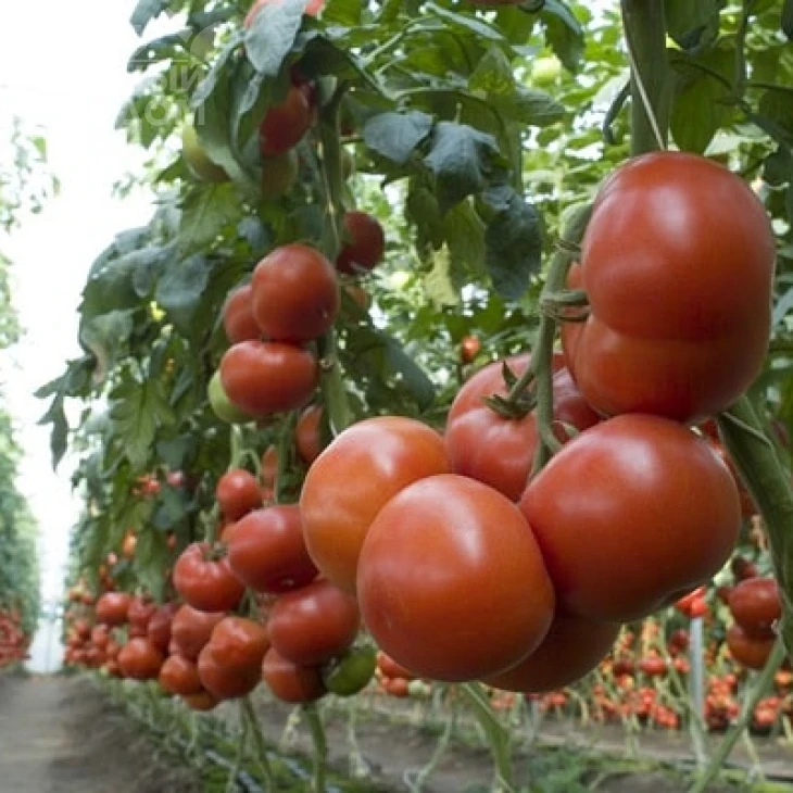 Матиас F1 / Matias F1,100-115 дней фото 2