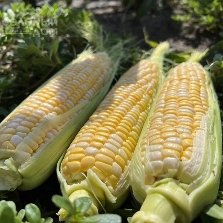 Сприц F1 / Spritz F1, 73-74 дня фото 5