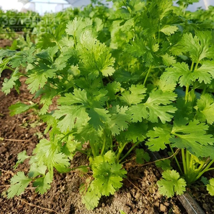 Марино / Marino,40-45 дней фото 4