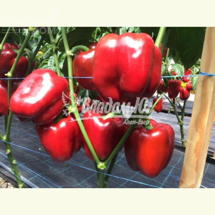 Ред Дир F1 / Red Dir F1, 65-70 дней фото 1