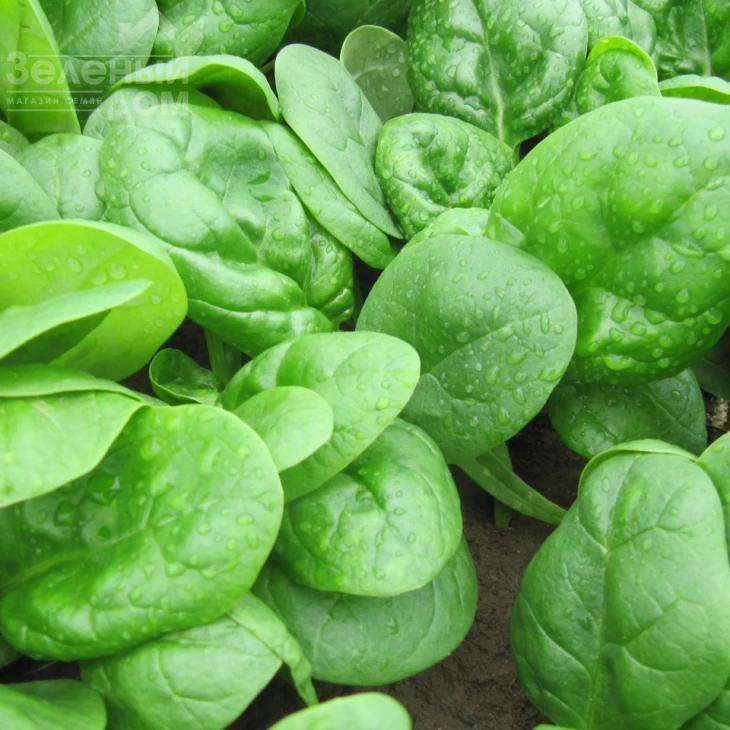 Кугар F1 / Cougar F1 фото 1