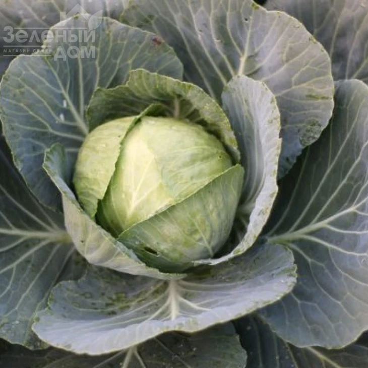 Уникат F1 / Unikat F1,70-80 дней фото 1