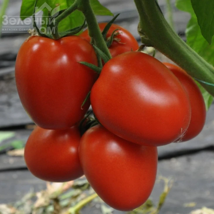 Рева F1 / Reva F1,90-95 дней фото 1